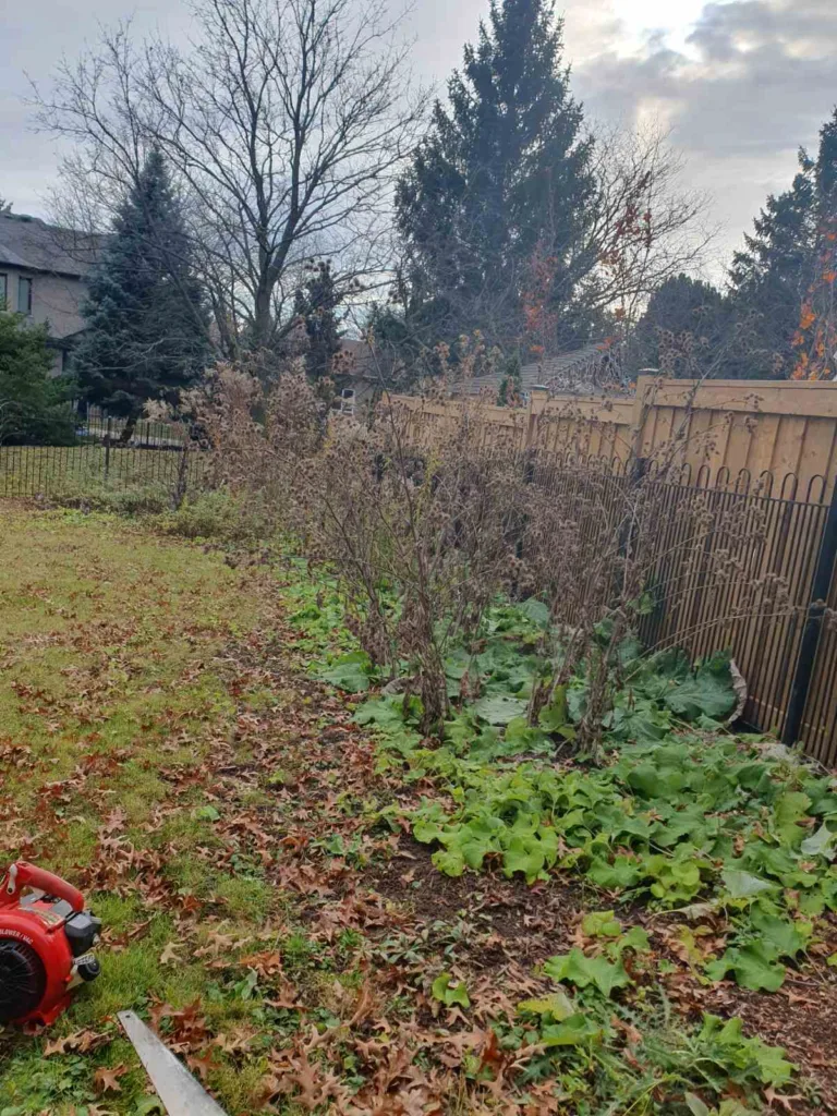 yard cleanup near me