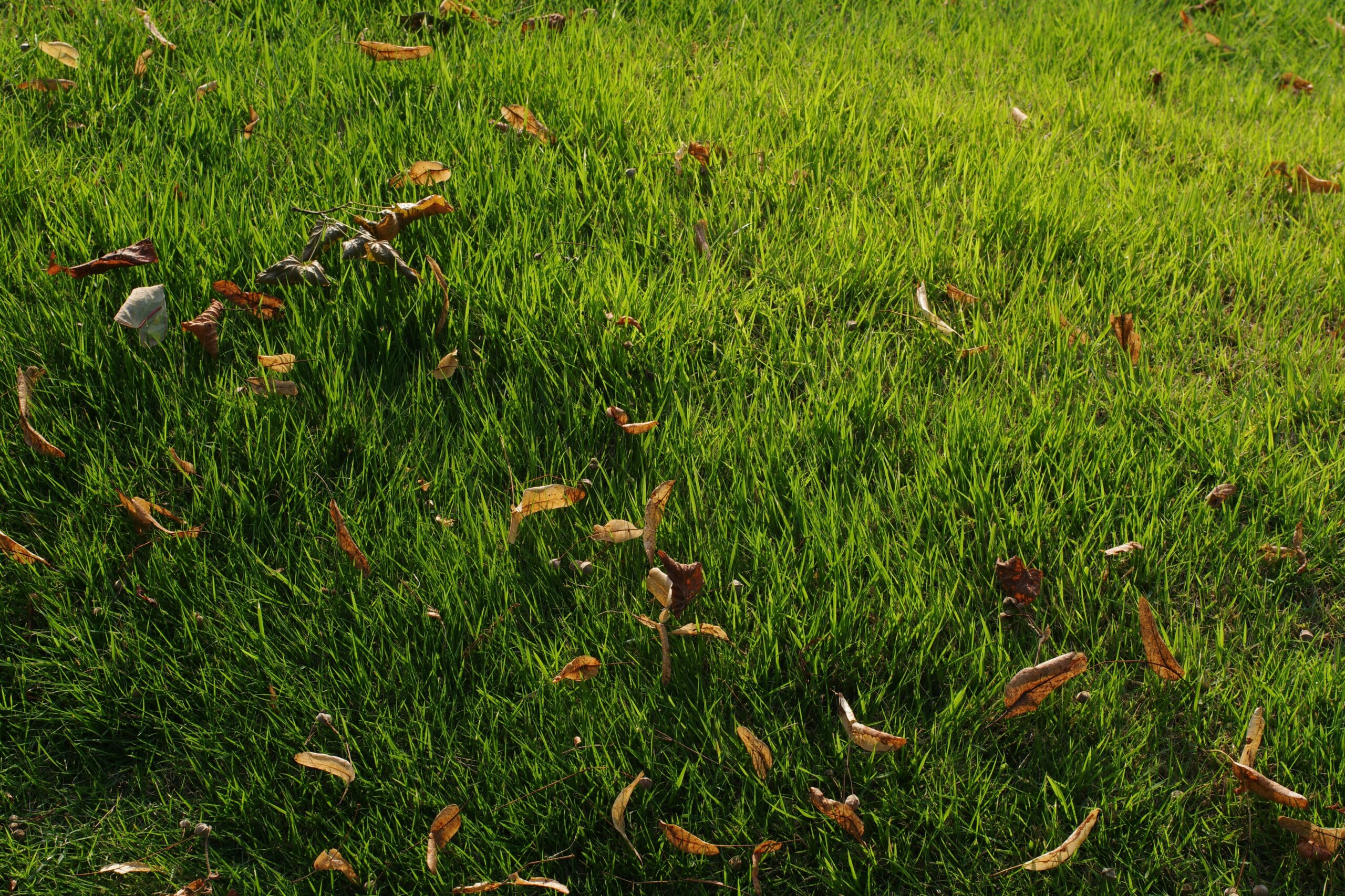 Professional Lawn Mowing in Mississauga